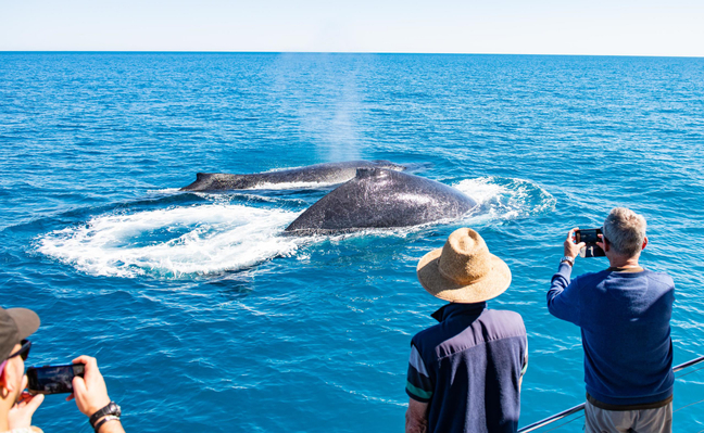 whale watching cruises broome