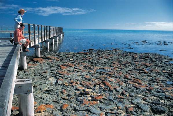 Stromatolites at Hamelin Pool, south east of Denham, Shark Bay, Tourism WA, 103844.jpg