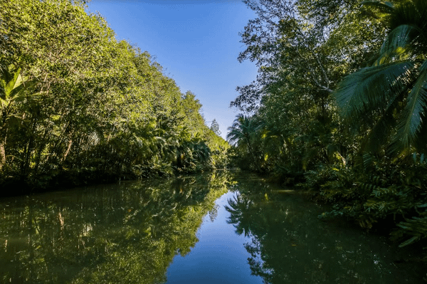 mangrove-costarica