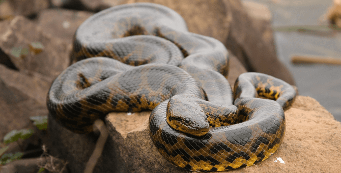anaconda expedition | 6 day iquitos amazon tour