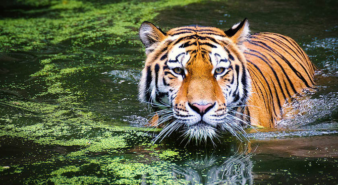 Kanha National Park - India Tiger Photography Tour