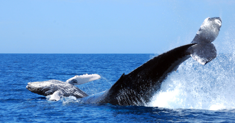 Whale Watching Tour Cabo San Lucas