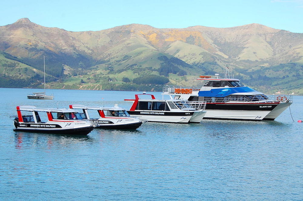 boat akaroa nature cruise