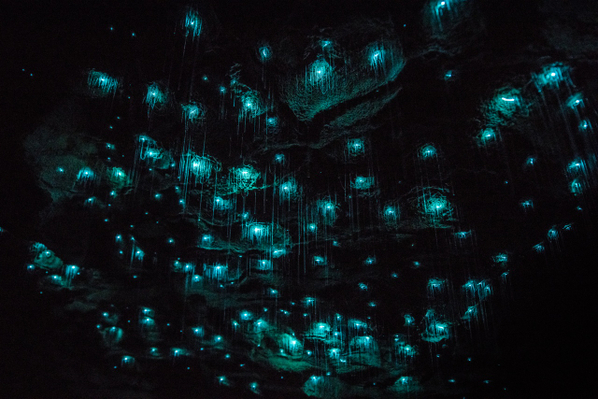 best glow worm cave tour