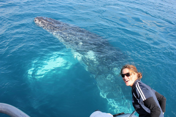 best whale watching tours hervey bay