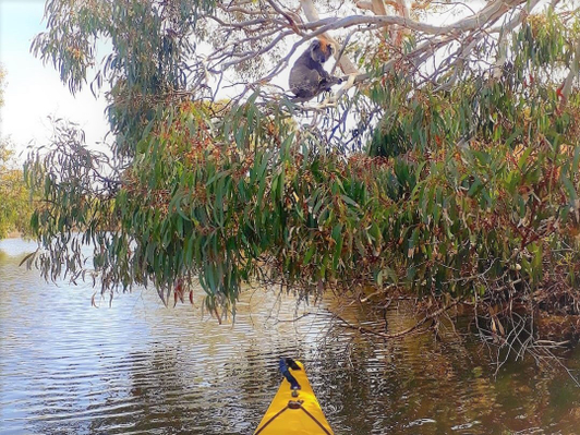 Kangaroo Island Guided Kayak Tour Activity