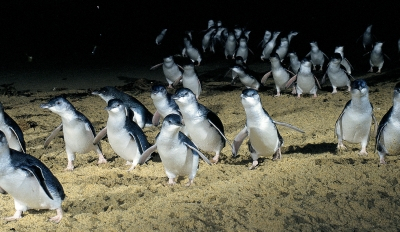 See Phillip Island Penguins