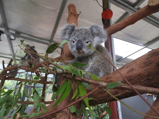 Kuranda Koala Photo