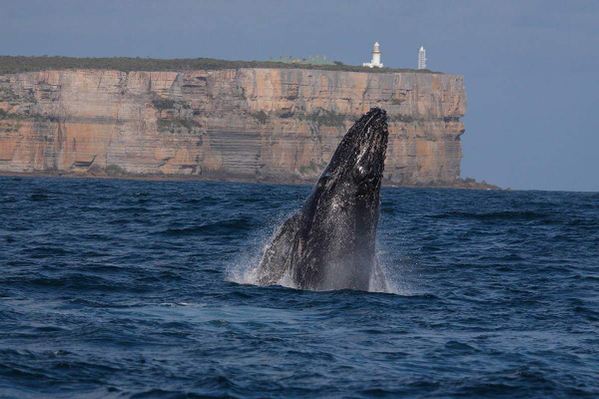 Jervis Bay Whale Watching Tour Special