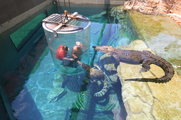darwin crocosaurus cove cage of death for 2 people