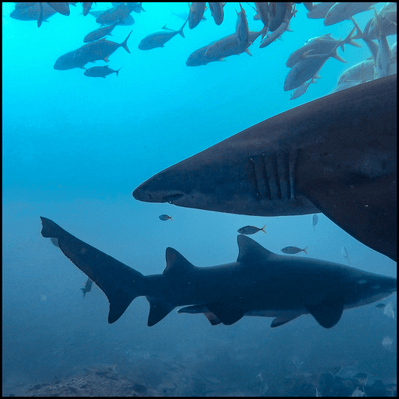 Grey Nurse Shark Reef Double Dive Deals