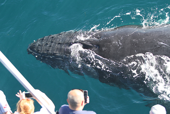 Gold Coast Whale Watching voucher