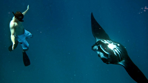 Manta Ray Snorkelling Experience: Full Day Adventure