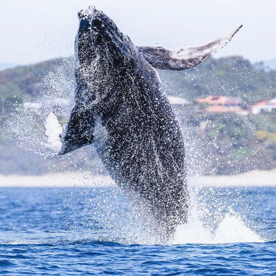 best whale watching noosa