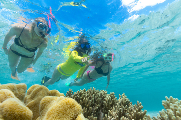 Daintree Great Barrier Reef Snorkel