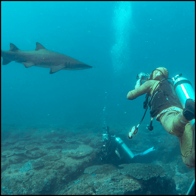 Grey Nurse Shark Reef Double Dive Discount