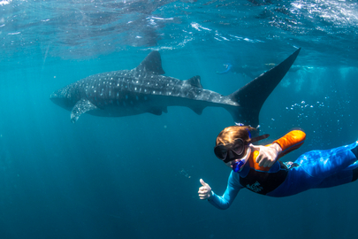 Coral Bay Whale Shark Safari