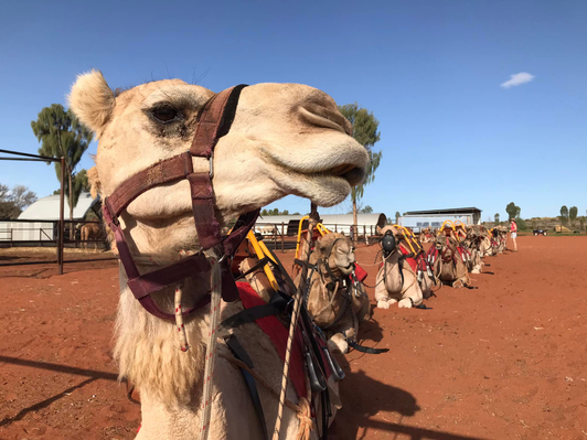 Camel Express Uluru