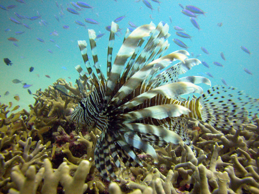 Reef Magic Cruises Lion Fish