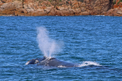 Phillip Island Dolphin & Whale Cruise