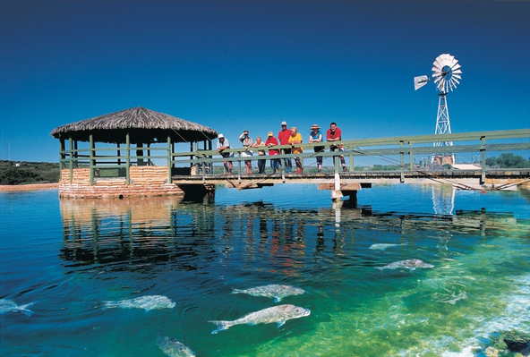 Monkey Mia Dolphin, Shark Bay World Heritage Area, Tourism WA, 112265-56.jpg