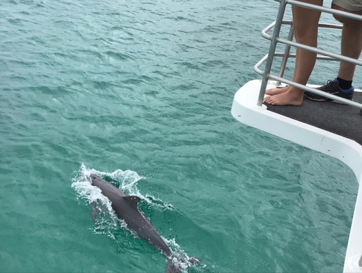Dolphin Cruise Jervis Bay NSW