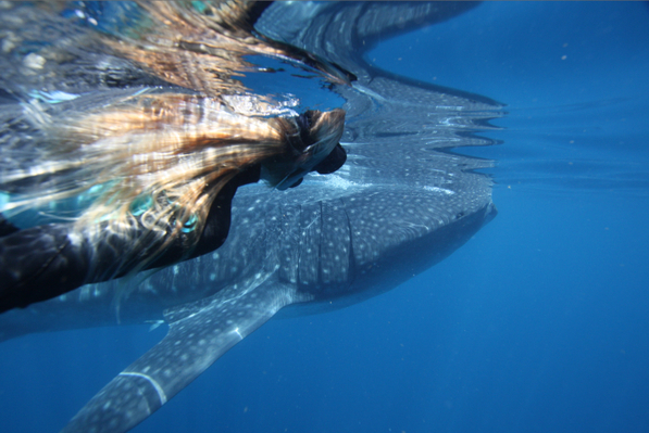 Ningaloo Reef Whale Shark Swim And Snorkel
