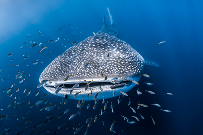 Whale Shark Adventure Tour from Coral Bay