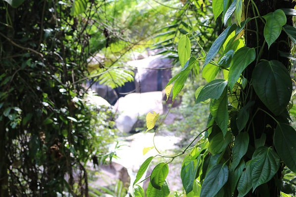 waterfall in cairns tour