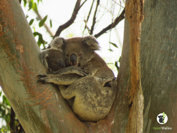 Koala Tour - Byron Bay