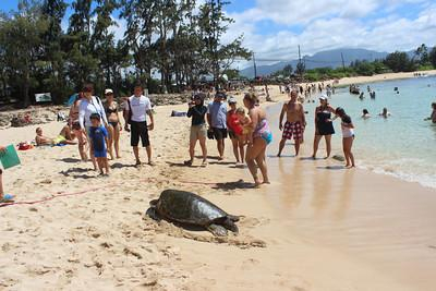 Oahu Island Circle Turtle Tour