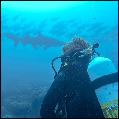 Shark Diving Sunshine Coast