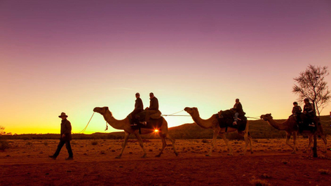 Sunset Camel Ride Alice Springs
