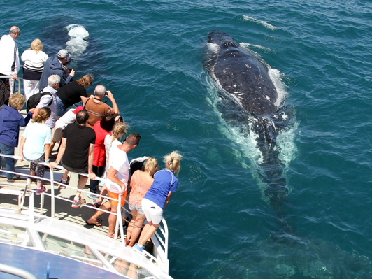 Whale Watching Gold Coast Tour