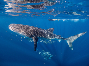 Deluxe Whale Shark Swim Tour - Departing Exmouth