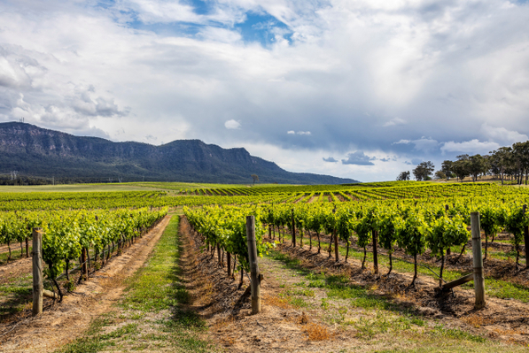 hunter valley winery experiences