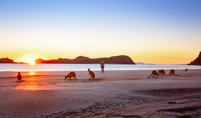 Kangaroos on the Beach at Sunrise & Wildlife Tour Deals