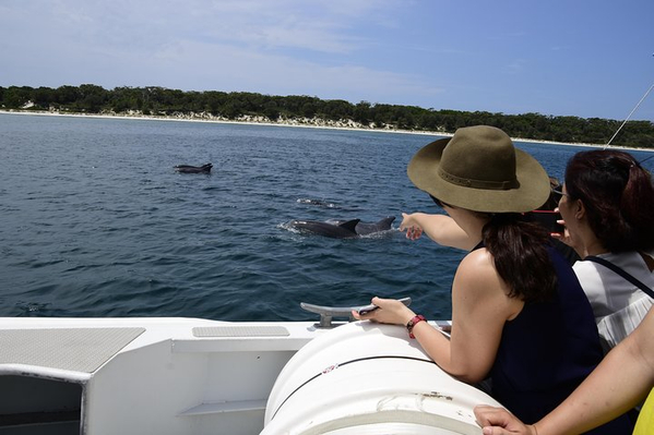 Jervis Bay Bottlenose Dolphins