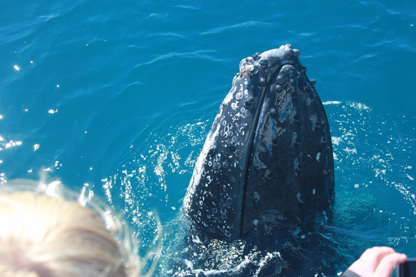 whale watching queensland