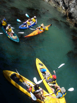 Glass Bottom Kayak Tour Batemans Bay Deal