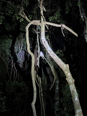 Gold Coast Evening Rainforest & Glow Worm Experience