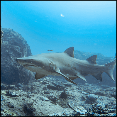 Grey Nurse Shark Reef Double Dive