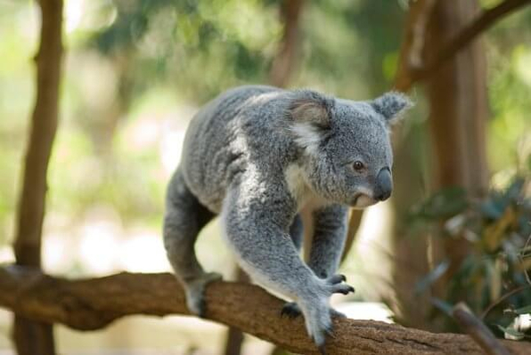Lone Pine Cruise NRL Koala