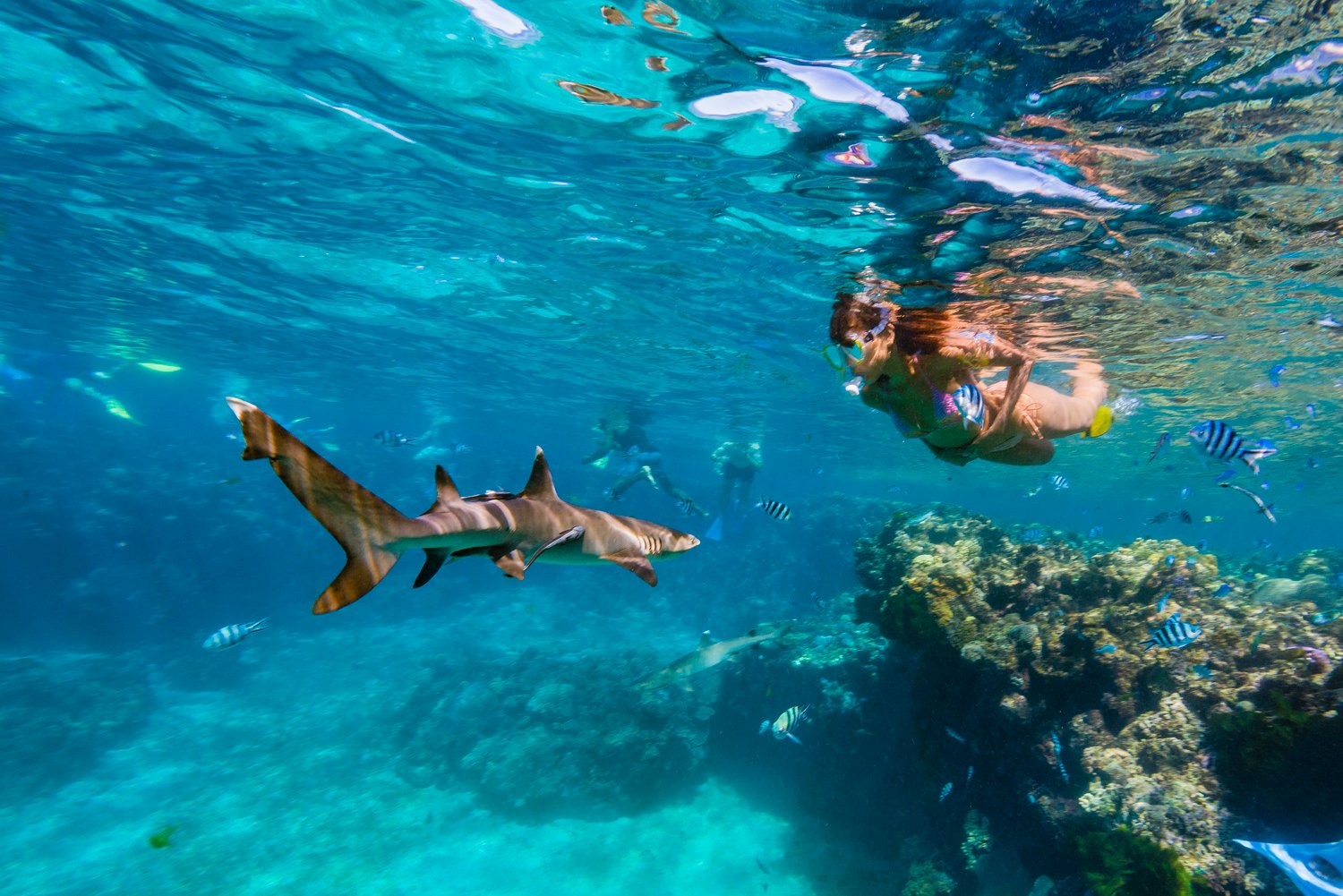 Snorkel with Sharks Barefoot Kuauta Island Discount Backpacker Deals