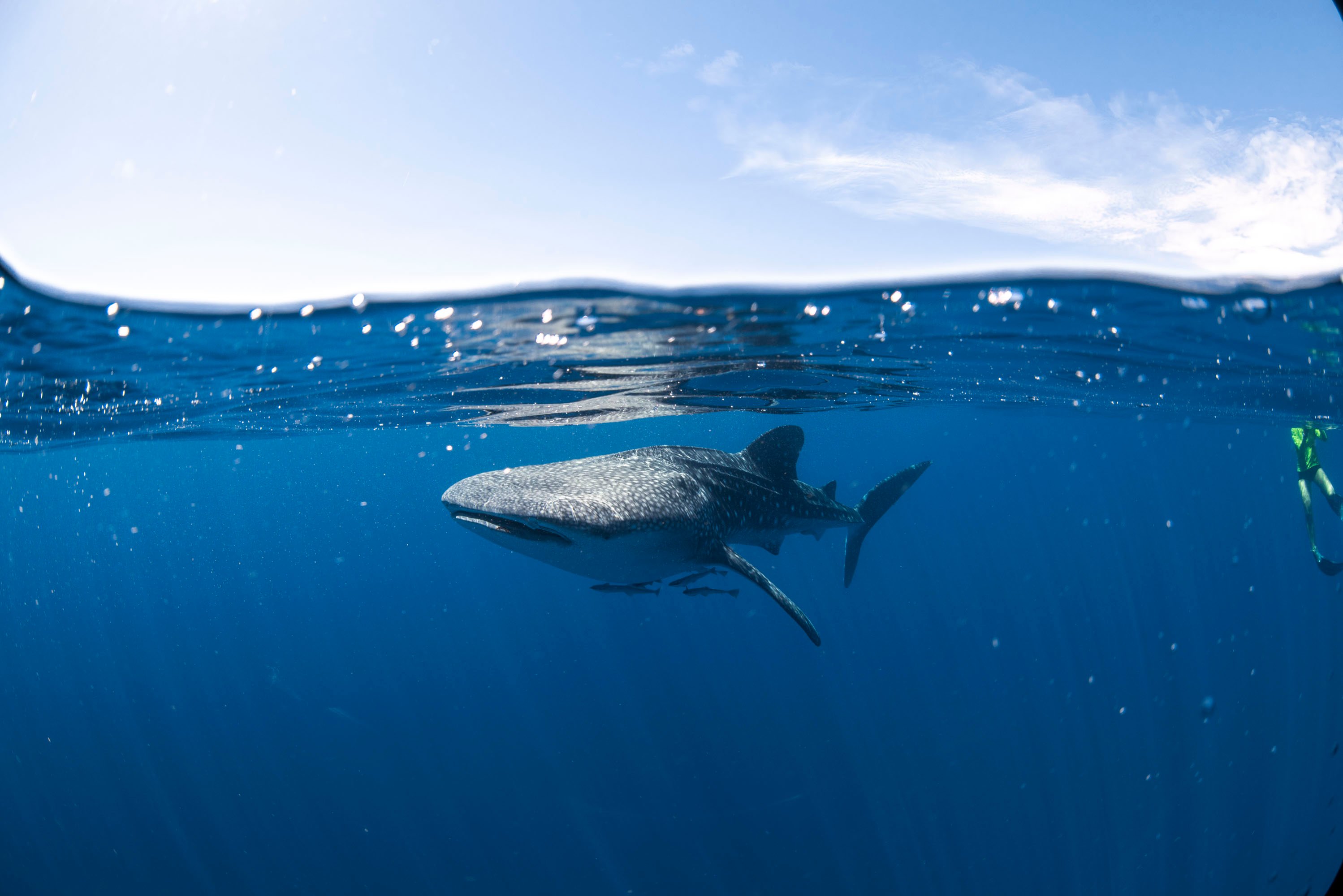 Coral Bay Whale Shark Safari Backpacker Deals