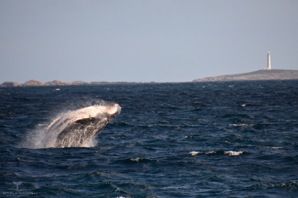 Humpack Whale Watching Augusta