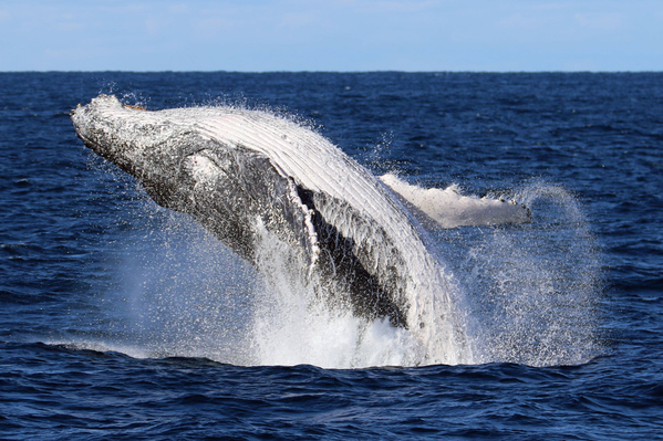 Shellharbour Whale Watching Cruise