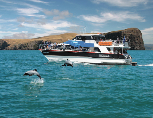best akaroa dolphin cruises