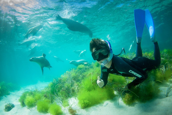 Port Lincoln diving tour coupon code