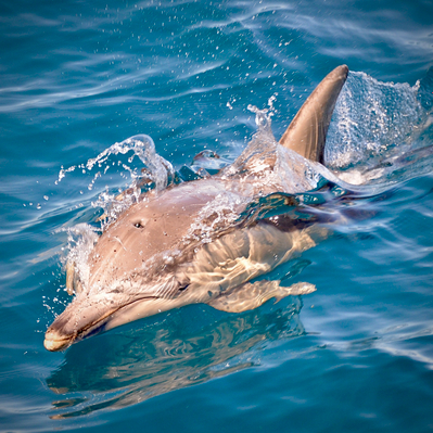 Dolphin Watching Cruise Deals